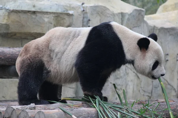 Wielka Panda Chinach — Zdjęcie stockowe