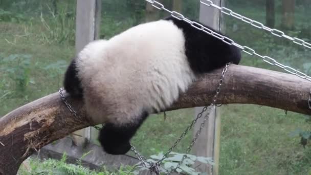 Hravé nadýchané panda na provazovém žebříku, Chongqing, Čína