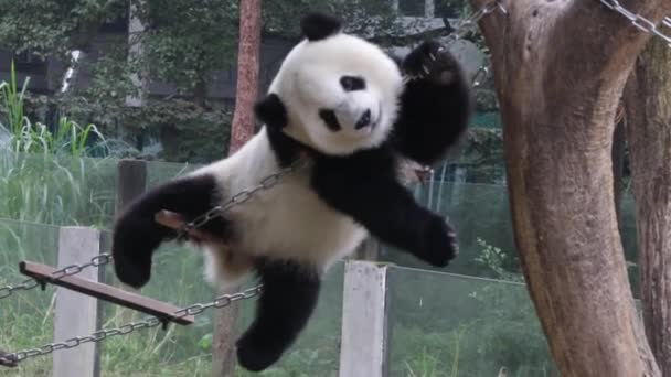 Figlarna Puszysta Panda Drabinie Smyczkowej Chongqing Chiny — Wideo stockowe