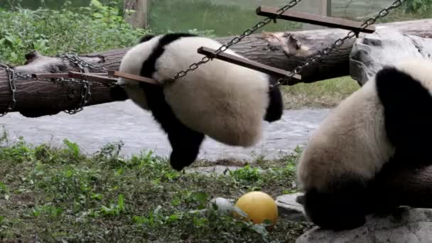 Hravé Nadýchané Panda Provazovém Žebříku Chongqing Čína — Stock video