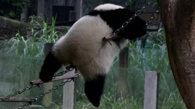 Telli merdivendeki oyuncu pofuduk panda, Chongqing, Çin