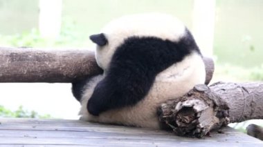 Şirin Little Panda oyun sahasında oynuyor, Chongqing, Çin