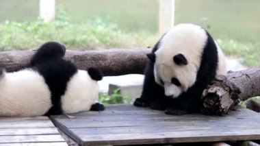 Şirin Little Panda oyun sahasında oynuyor, Chongqing, Çin