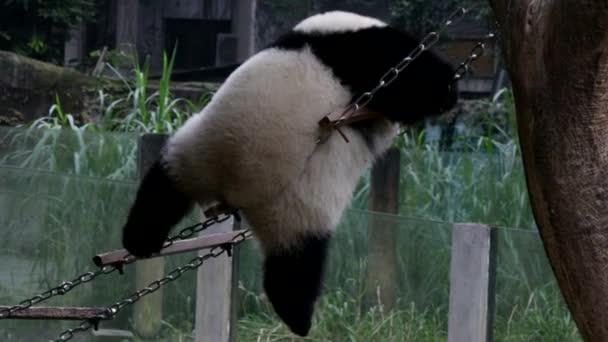 中国重庆 一个玩乐的毛绒绒熊猫爬上了绳梯 — 图库视频影像