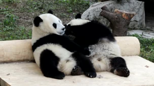 Beijo Panda Kiss Pandas Pequenos Estão Lambendo Comida Restante Pele — Vídeo de Stock