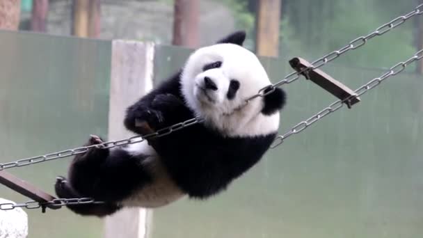 Little Panda Having Fun Playing String Ladder Chongqing China — 비디오