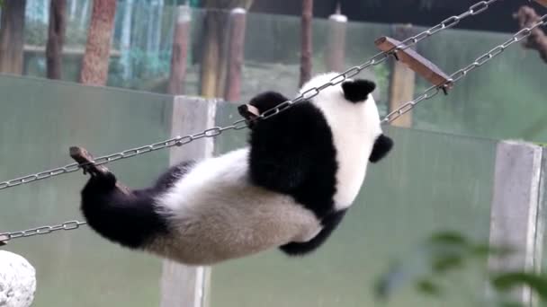 Little Panda Está Divertindo Jogando Escada Cordas Chongqing China — Vídeo de Stock
