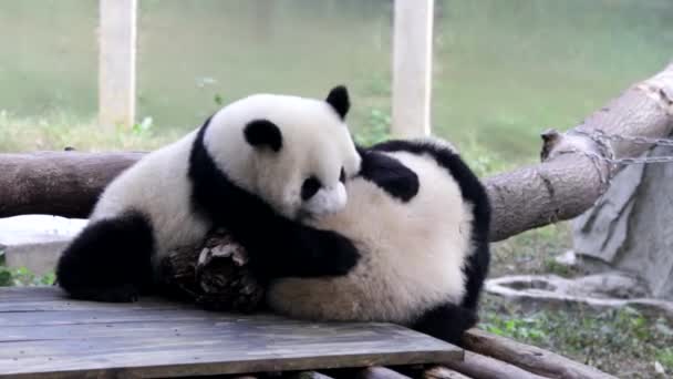 Bonito Little Panda Estão Jogando Parque Infantil Chongqing China — Vídeo de Stock