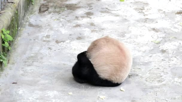 Giant Panda Kousání Plastový Pohár Chongqing Čína — Stock video