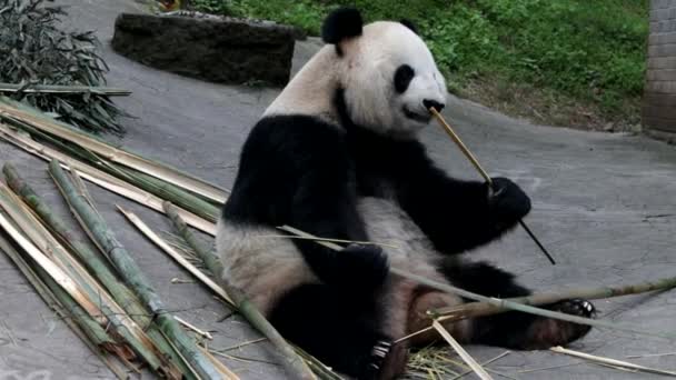 Fluffy Giant Panda Eating Bambnoo Kína — Stock videók