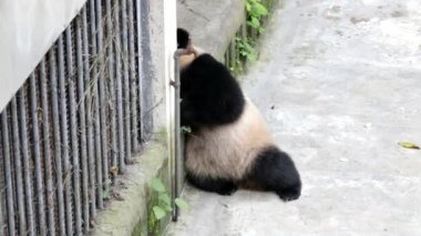 Fluffy Panda oyun sahasında plastik yavrusuyla oynuyor, Chongqing, Çin