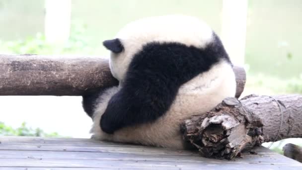 Lindos Pequeños Pandas Esponjosos Están Jugando Estructura Madera Chongqing China — Vídeo de stock