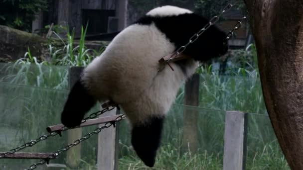 Little Fluffy Panda Está Divertindo Jogando Escada Cordas Chongqing China — Vídeo de Stock