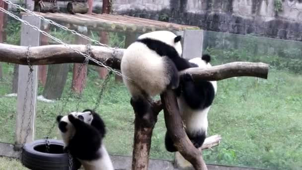 中国重庆 小熊猫在玩耍场的木结构上玩耍 — 图库视频影像