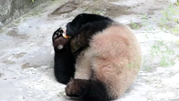 Fluffy Panda Está Jugando Con Cachorro Plástico Patio Recreo Chongqing — Vídeos de Stock