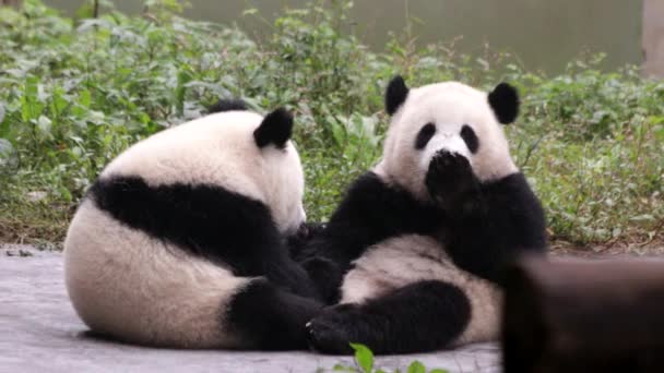 Pequenos Pandas Fofos Bonitos Estão Jogando Estrutura Madeira Chongqing China — Vídeo de Stock