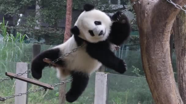 Little Fluffy Panda Está Divertindo Jogando Escada Cordas Chongqing China — Vídeo de Stock