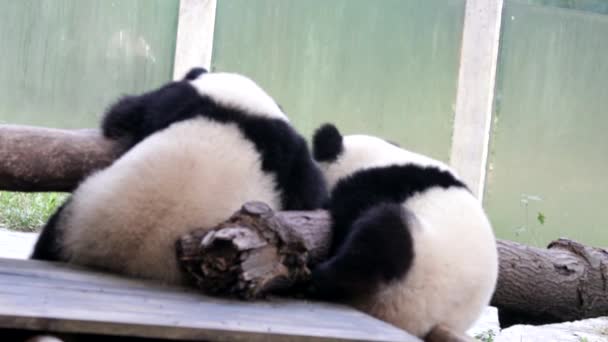 Pequenos Pandas Fofos Bonitos Estão Jogando Estrutura Madeira Chongqing China — Vídeo de Stock