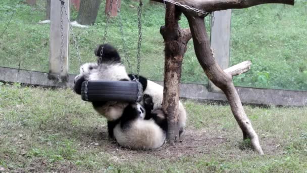 Little Playful Pandas Playing Swinging Tire Play Yard Chongqing China — Stock Video