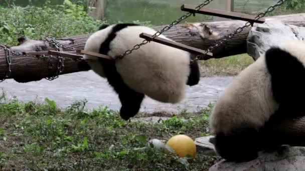 Little Fluffy Panda Está Divertindo Jogando Escada Cordas Chongqing China — Vídeo de Stock