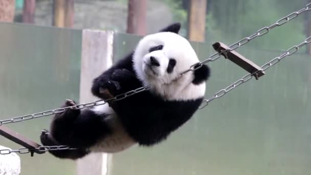 Little Playful Panda Está Jogando Escada Cordas Chongqing China — Vídeo de Stock