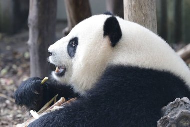 Cute Fluffy Giant Panda in ChengduPanda Base clipart