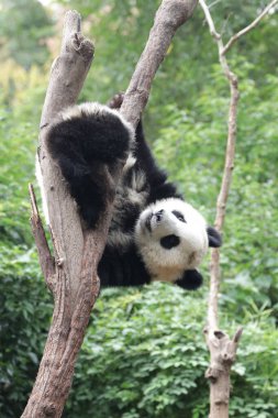 Akrobatik panda, ağacın tepesinde oynuyor, Chengdu Panda Üssü, Çin