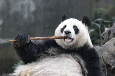 Şirin Tüylü Dev Panda ChengduPanda Üssünde
