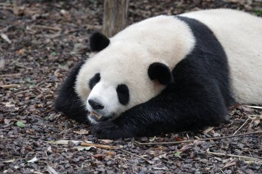 Şirin Tüylü Dev Panda ChengduPanda Üssünde