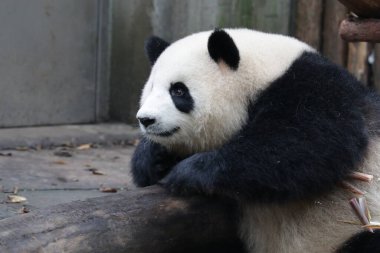 Şirin Tüylü Dev Panda ChengduPanda Üssünde