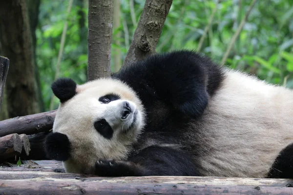 Niedliche Flauschige Riesenpanda Chengdupanda Base — Stockfoto