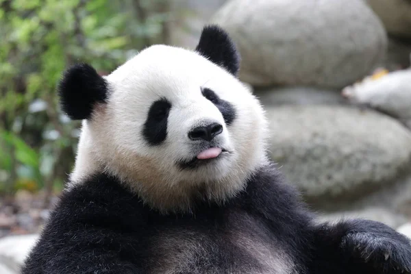 Aranyos Bolyhos Óriás Panda Chengdupanda Bázison — Stock Fotó