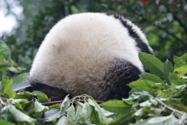 Cul Moelleux Comme Une Boule Coton Panda Géant Base Panda — Photo