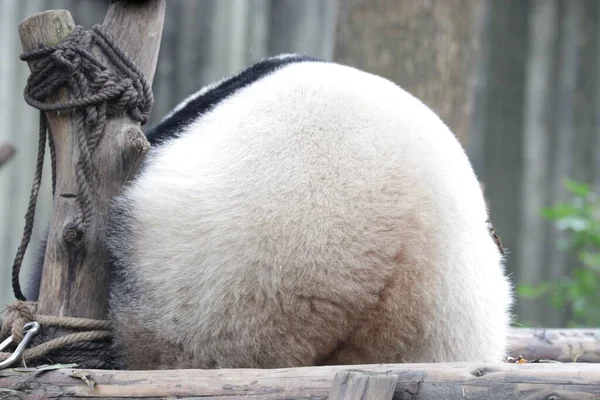 Fluffy Butt Cotton Ball Giant Panda Chengdu Panda Base China —  Fotos de Stock