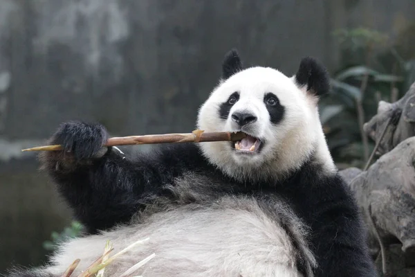 Mignon Panda Géant Moelleux Dans Base Chengdupanda — Photo