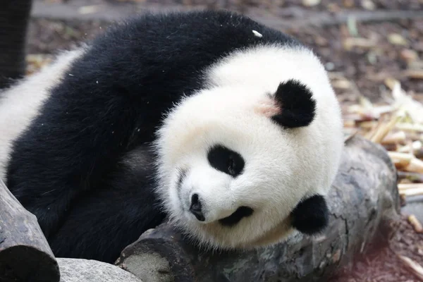 Lindo Panda Gigante Esponjoso Base Chengdupanda — Foto de Stock