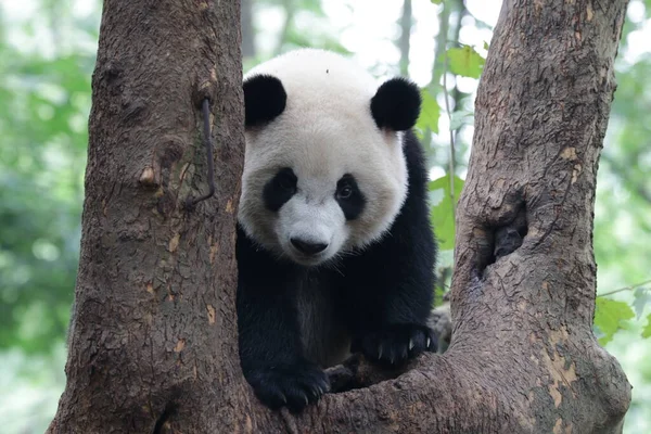 承都盘达基地的可爱绒毛大熊猫 — 图库照片