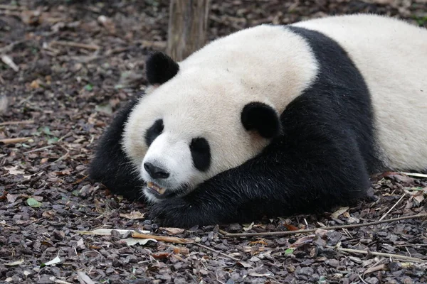 Mignon Panda Géant Moelleux Dans Base Chengdupanda — Photo