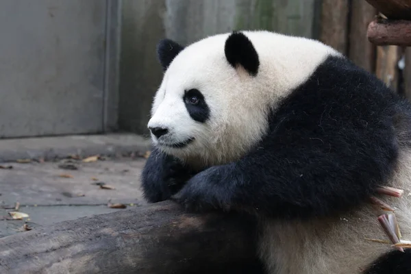 Mignon Panda Géant Moelleux Dans Base Chengdupanda — Photo