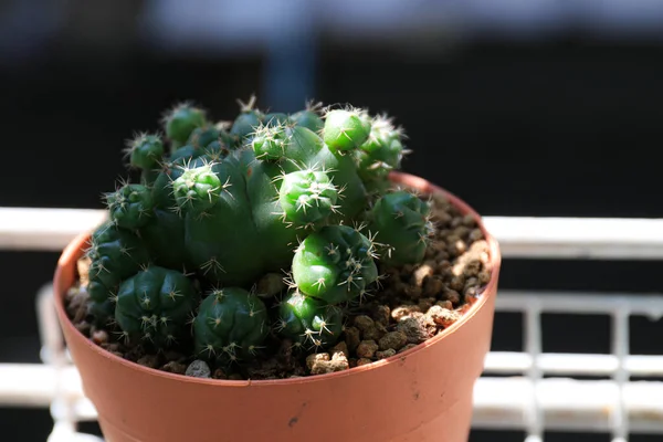 Close Green Cactus Terracotta Pot — Stock Photo, Image