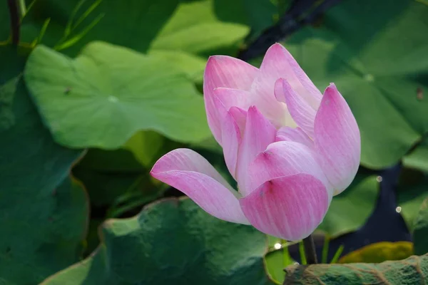 Nahaufnahme Bloomimg Pink Lotus — Stockfoto