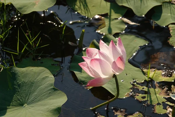 Nahaufnahme Bloomimg Pink Lotus — Stockfoto