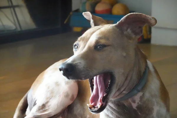 Kahverengi Bir Köpeğin Komik Pozu — Stok fotoğraf