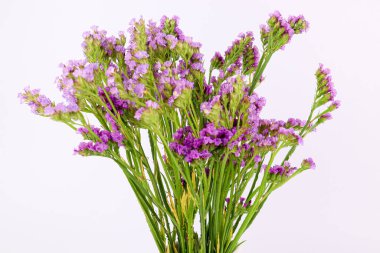 Beyaz arka planda bir buket kurumuş Statice çiçeği.