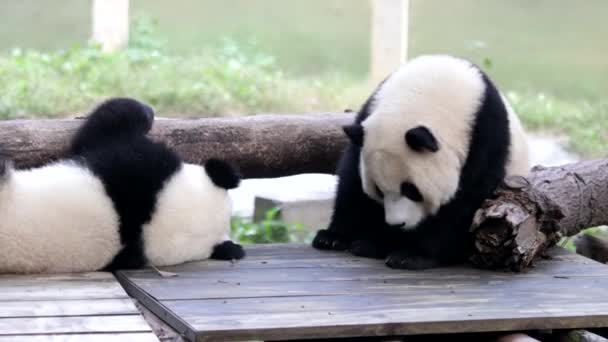 Malá Panda Čchung Čching Čína — Stock video