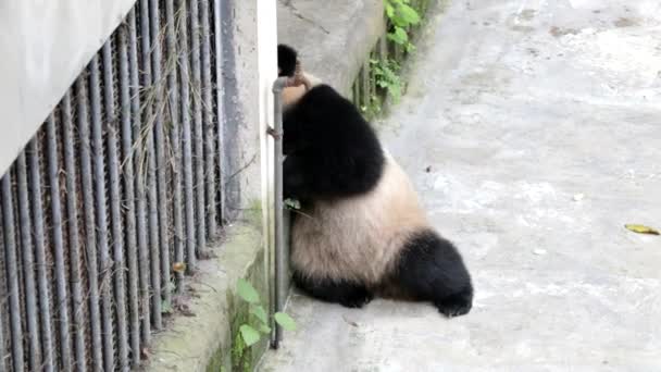 Panda Pequena Chongqing China — Vídeo de Stock