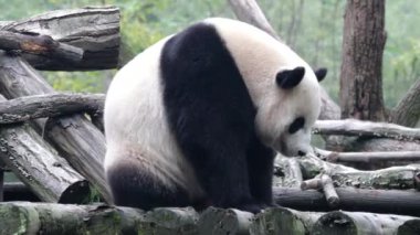 Tüylü Panda ahşap payanda üzerinde Wolong panda üssü