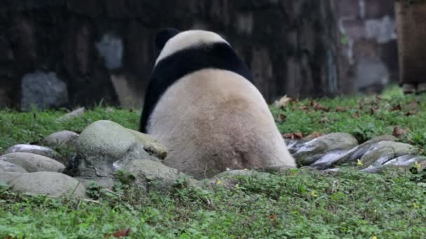 Happy Giant Panda Στη Μικροσκοπική Λίμνη Κίνα — Αρχείο Βίντεο