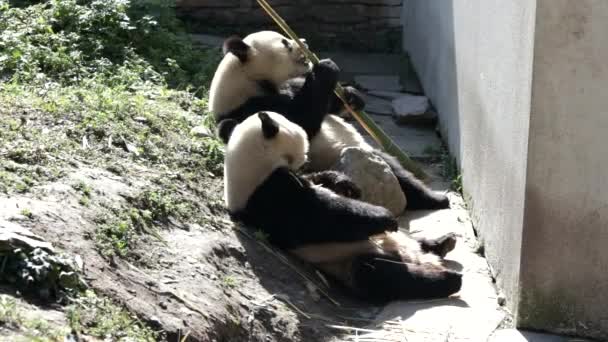 Dois Pandas Estão Tomando Banho Sol Wolong Panda Base — Vídeo de Stock