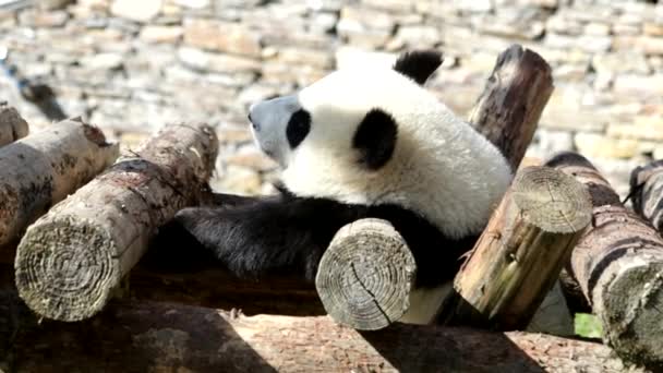 Malá Panda Baví Dřevěné Konstrukci Wolong Panda Base — Stock video